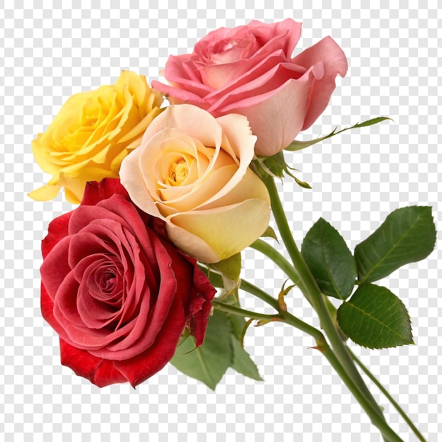 Roseblume png isoliert auf durchsichtigem Hintergrund