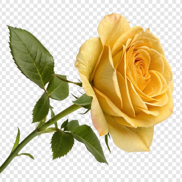 Roseblume png isoliert auf durchsichtigem Hintergrund