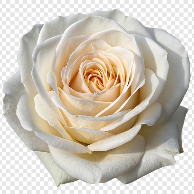 Roseblume png isoliert auf durchsichtigem Hintergrund