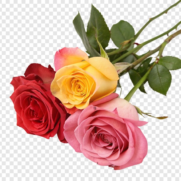 Roseblume png isoliert auf durchsichtigem Hintergrund