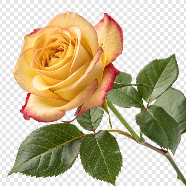 Roseblume png isoliert auf durchsichtigem Hintergrund
