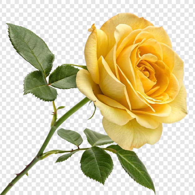 Roseblume png isoliert auf durchsichtigem Hintergrund