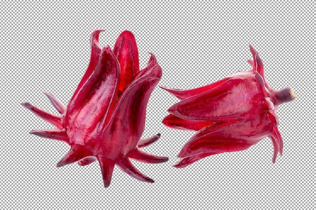 Roselle Hibiscus sabdariffa fiore di frutta rossa su sfondo alfa