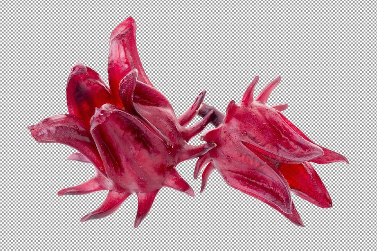 PSD roselle hibiscus sabdariffa flor de fruta roja sobre fondo alfa