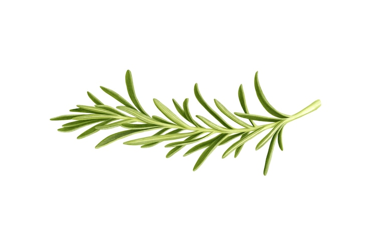 PSD rosemary sur fond blanc aquarelle illustration dessinée à la main
