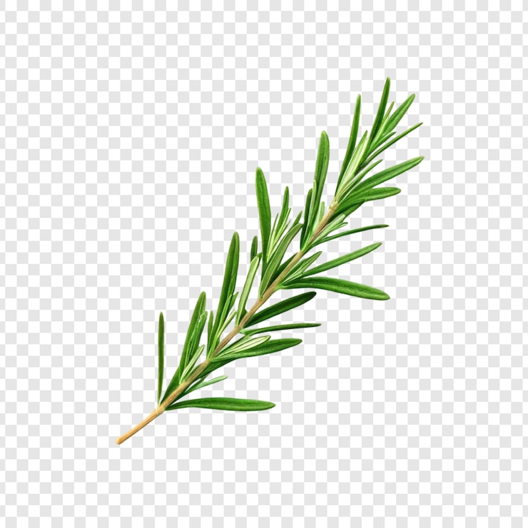 PSD rosemary frais branche d'herbe culinaire plante aromatique cuisine méditerranéenne