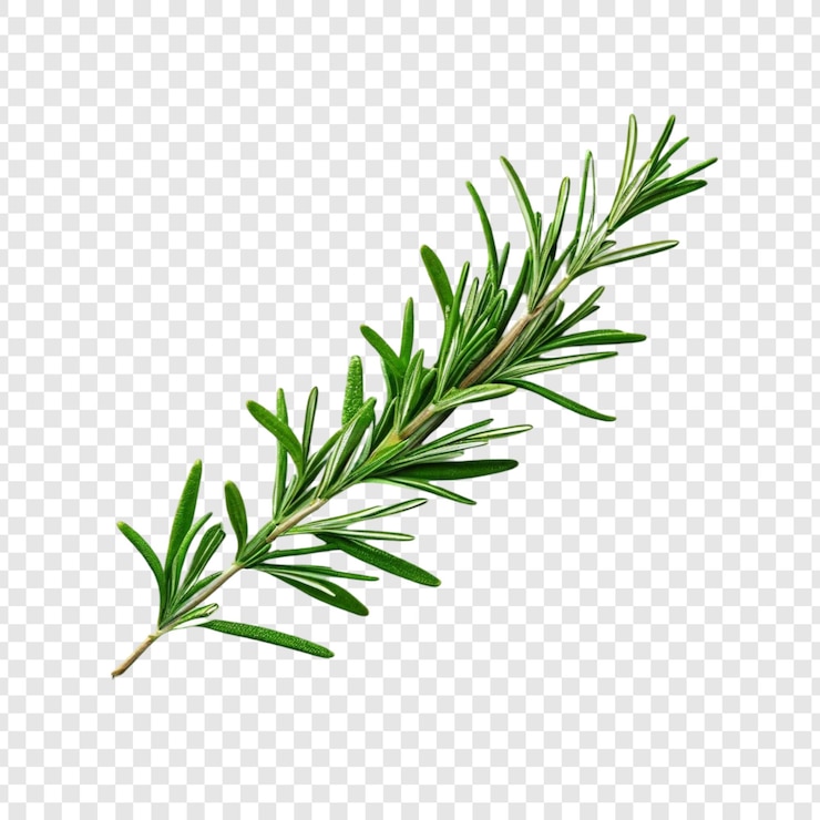 PSD rosemary frais branche herbe culinaire plante aromatique les feuilles vertes de la plante