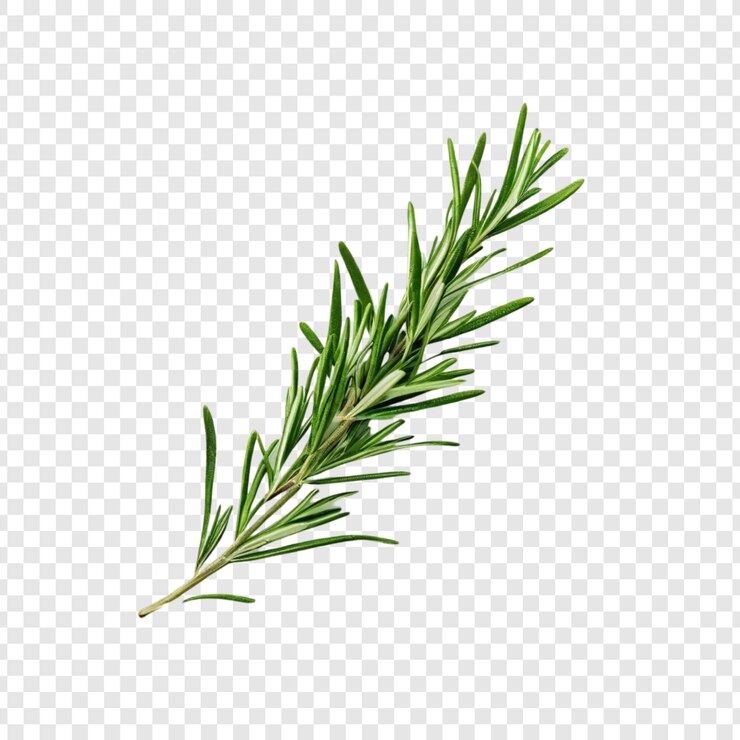 PSD rosemary fresco ramo de hierba culinaria planta aromática hojas verdes