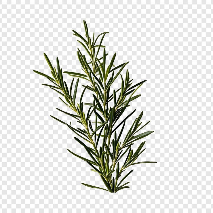 PSD rosemary isolé sur un fond transparent