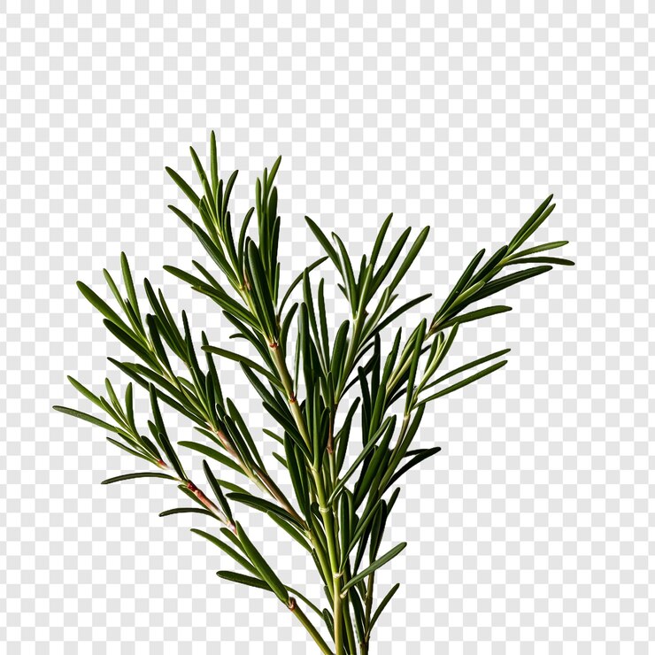 PSD rosemary isolé sur un fond transparent