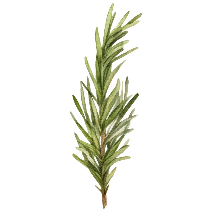 PSD rosemary peint à l'aquarelle, élément de conception d'aliments frais dessiné à la main isolé sur fond blanc