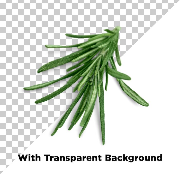 PSD rosemary png psd aislado en un fondo transparente