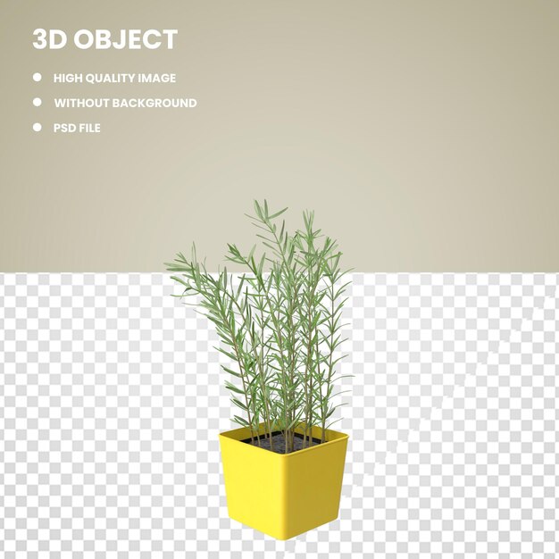 PSD rosemary en pot