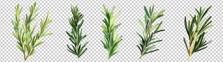 PSD rosemary vista superior isolada