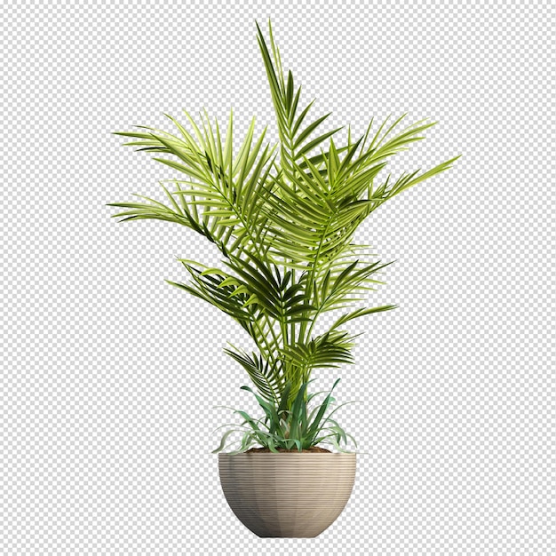 Rosen in 3D-Rendering isoliert