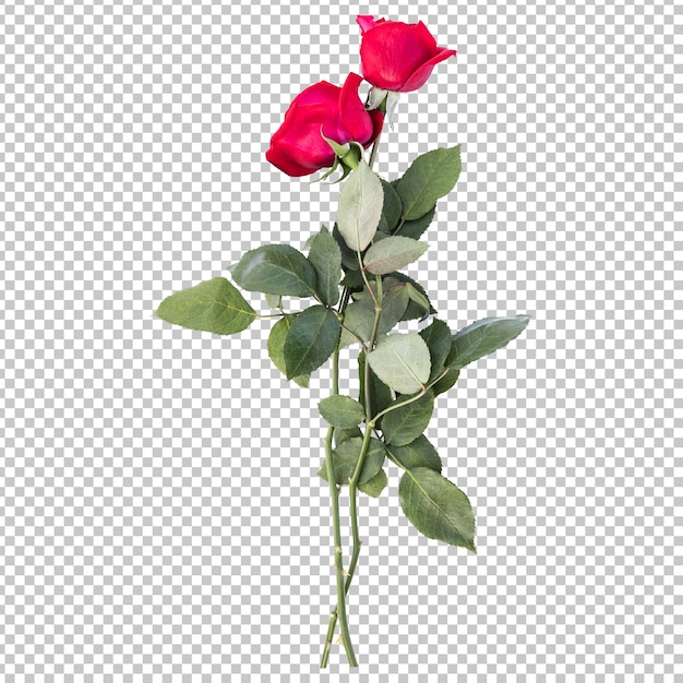 Rosenblütenstiele isoliertes Rendering