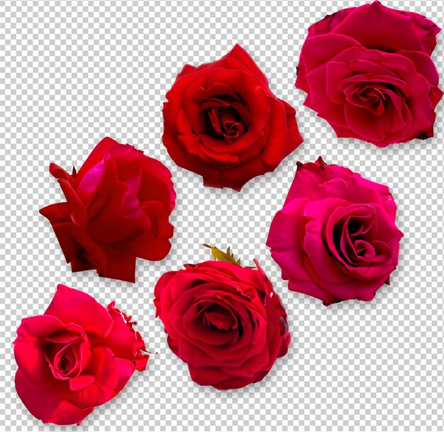 PSD des roses sur un fond transparent