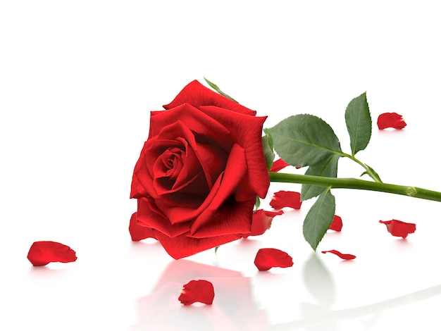 Des roses rouges et des pétales de roses sur un fond transparent.