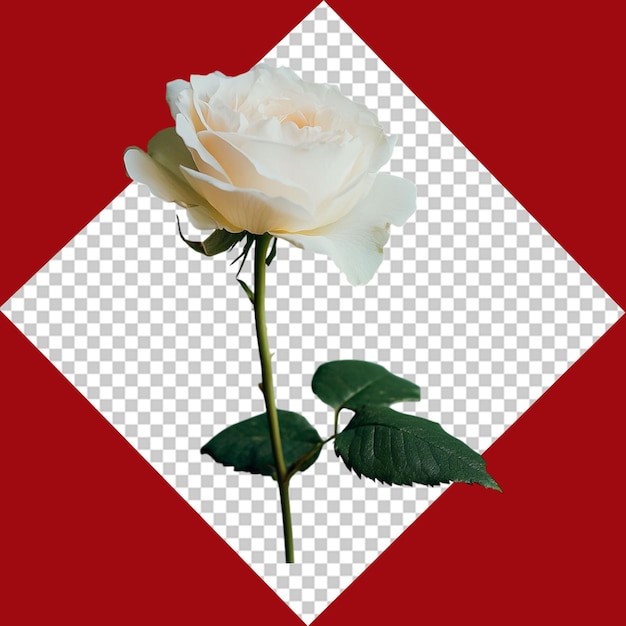 Les roses, les tulipes et plus encore Un guide sur les fleurs de la Saint-Valentin