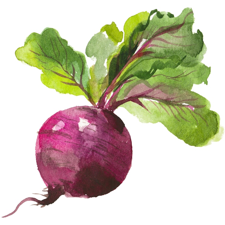 PSD rota dipinta ad acquerello elemento di design alimentare fresco disegnato a mano isolato su sfondo bianco