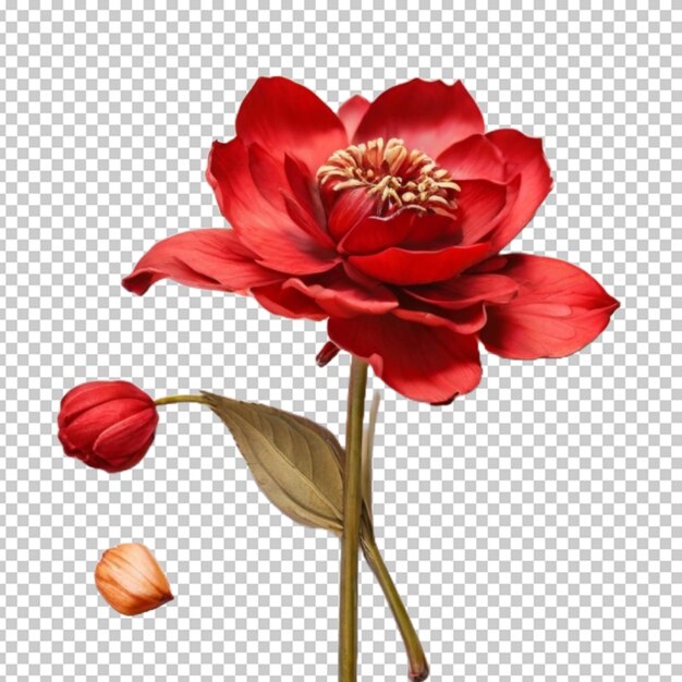 Rote blume png-psd.