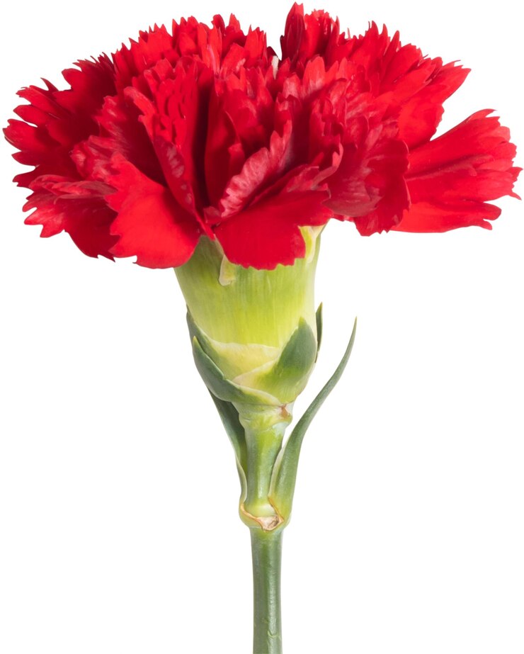 PSD rote nelkeblüte