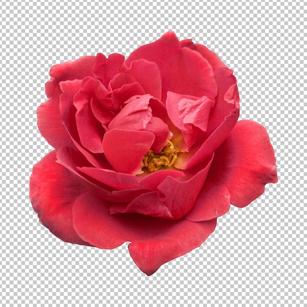 PSD rote rose blume isolierte wiedergabe