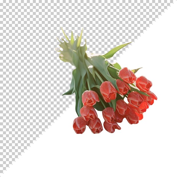 Rote tulpen in naher nähe bündel aller farben tulpen isoliert auf durchsichtigem hintergrund rot