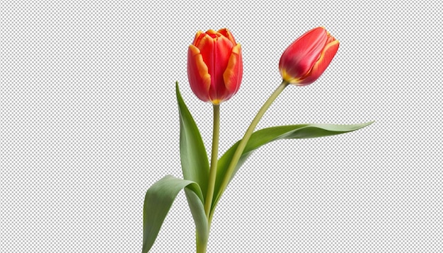 Rote Tulpenblüten im Frühlingssonnenlicht