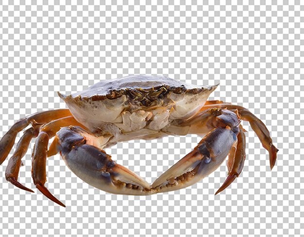 PSD rouge de crabe