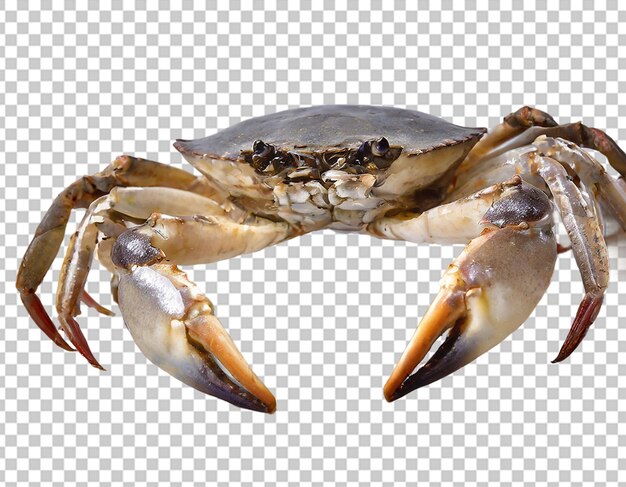 PSD rouge de crabe