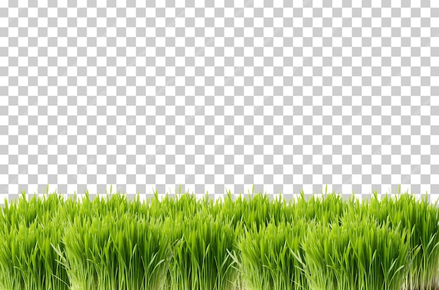 rumput hijau dengan latar belakang transparan