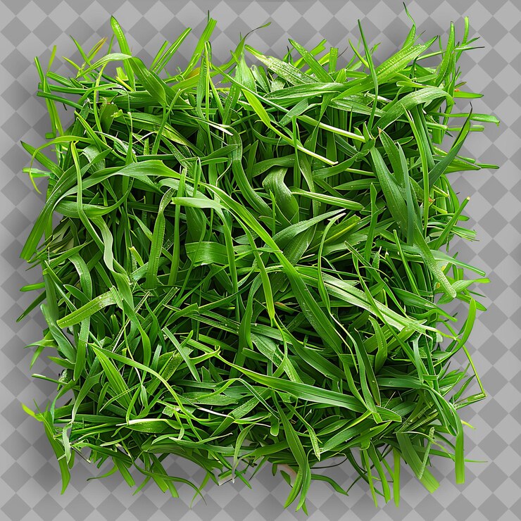 PSD ryegrass gulf grass anual con piedras de piedra solar e índigo m con textura verde aislada en bg limpio