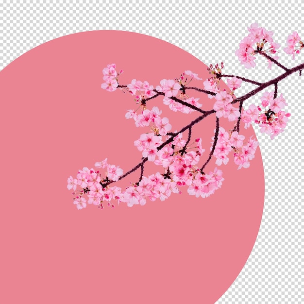Sakura isolada. Psd de flor de cerejeira.