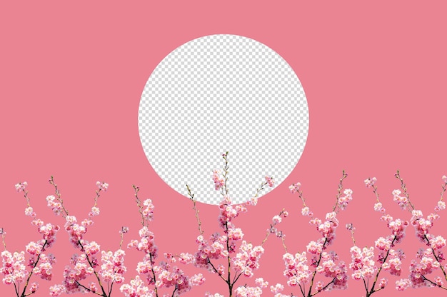 Sakura isoliert, Kirschblüte Psd