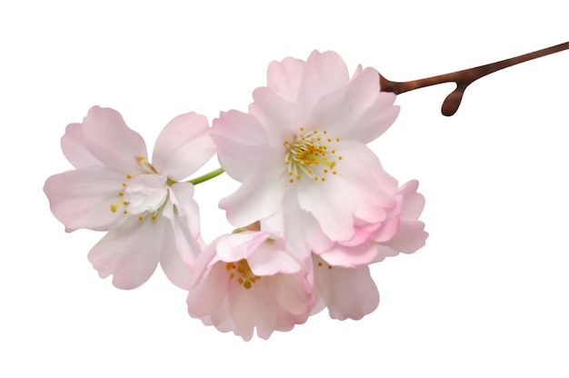 Sakura o fiore di ciliegio su sfondo trasparente file psd