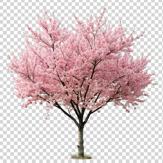 PSD un sakura rose isolé sur un fond transparent