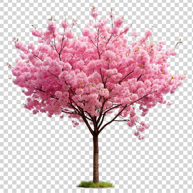 PSD un sakura rose isolé sur un fond transparent