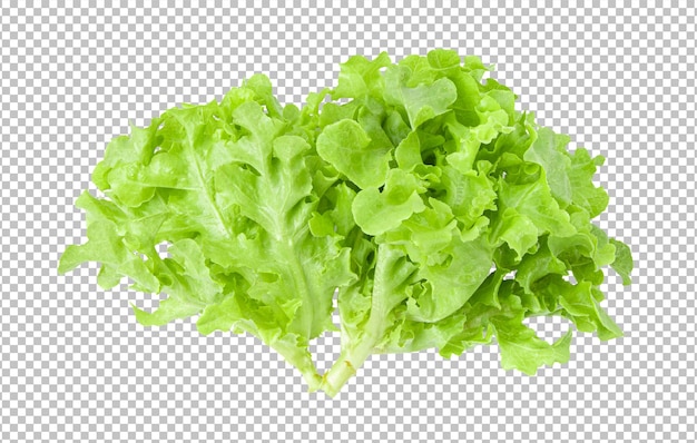 PSD salada deixa alface isolada na camada alfa