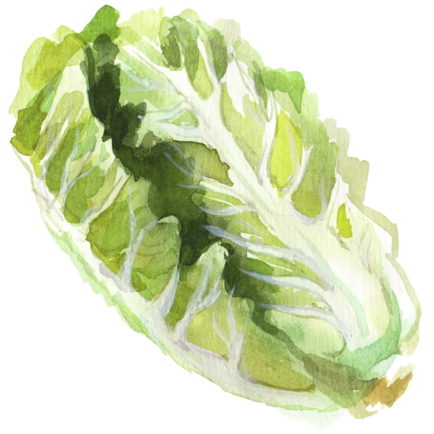 Salade peinte à l'aquarelle Élément de conception d'aliments frais dessinés à la main isolé sur fond blanc