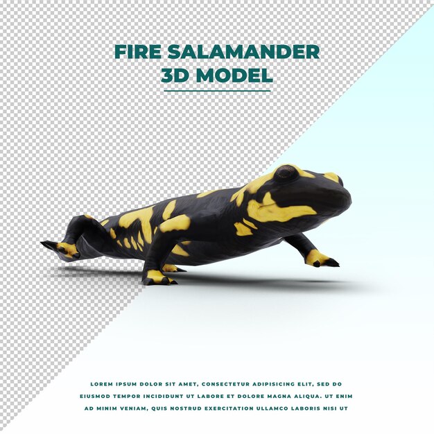 Salamandra pezzata isolata
