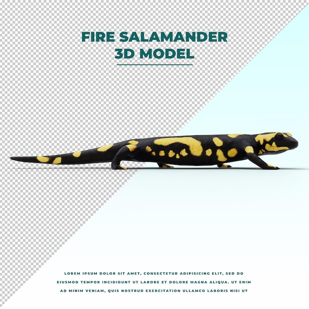 Salamandra pezzata isolata