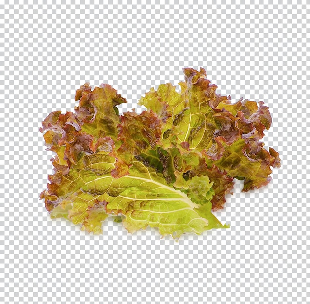 Salat isoliert premium psd