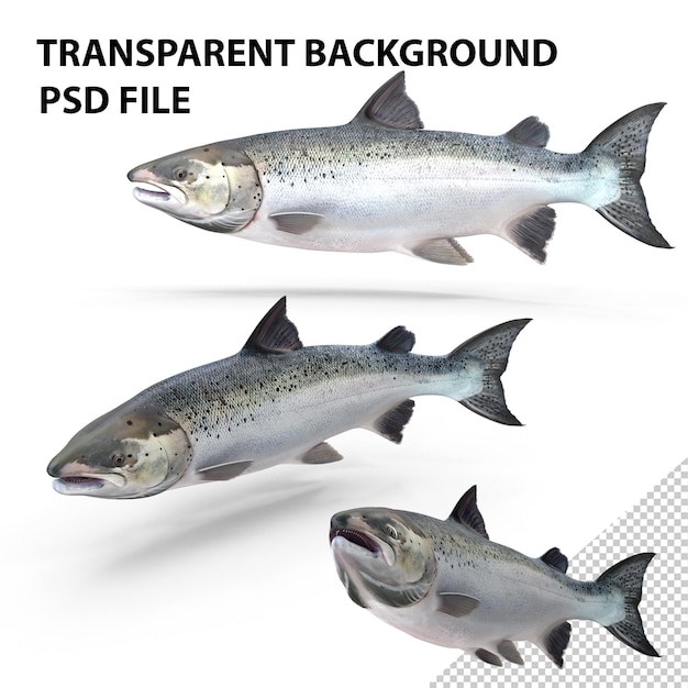 PSD salmón del atlántico png