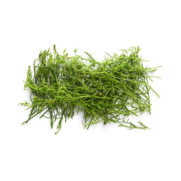 A Salsola komarovii isolé de près