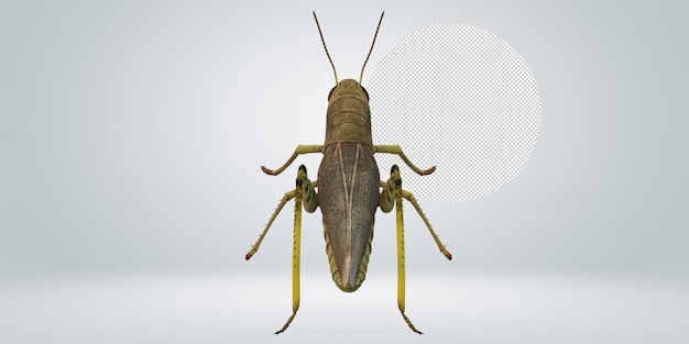 Saltamontes aislado sobre un fondo transparente
