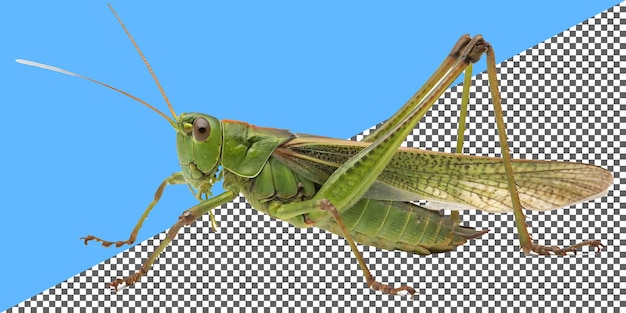 El saltamontes