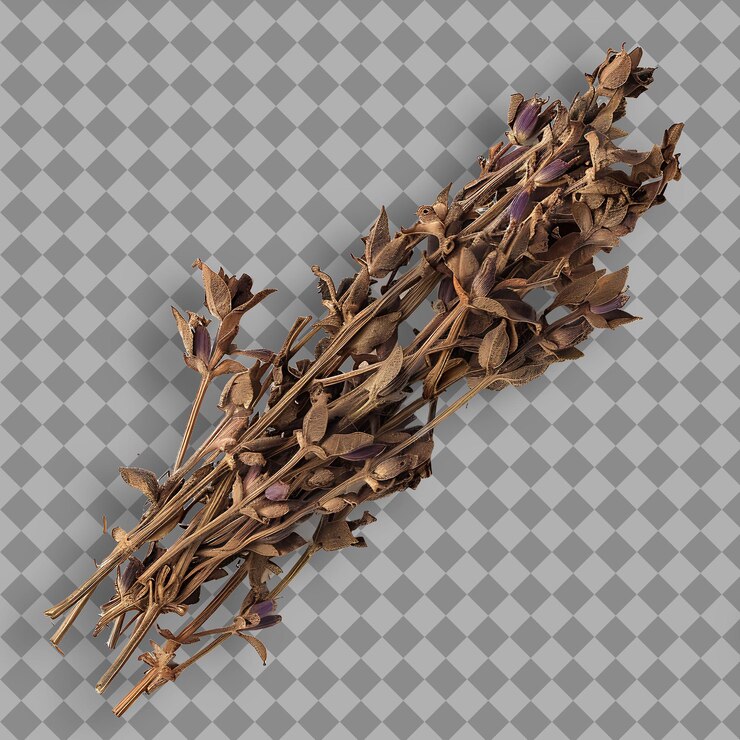 PSD salvia roja tipo de hierba salvia miltiorrhiza forma de hierba secada hierba aislada en un fondo limpio