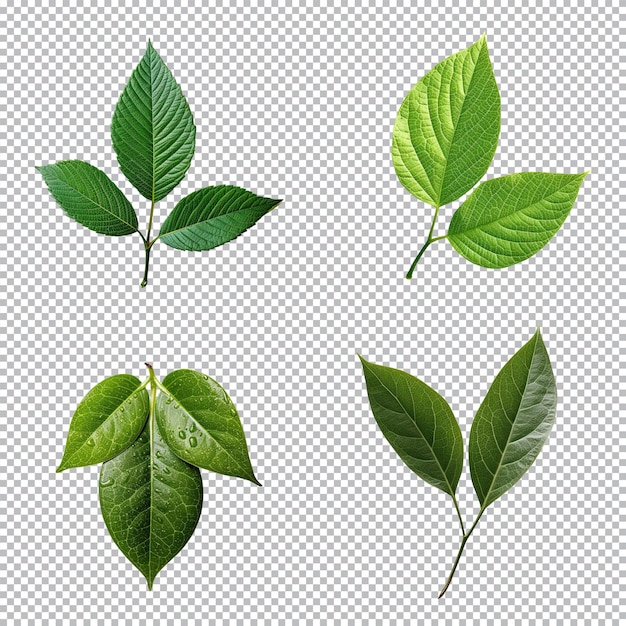 Sammlung tropischer grüner Blätter von oben auf transparentem Hintergrund