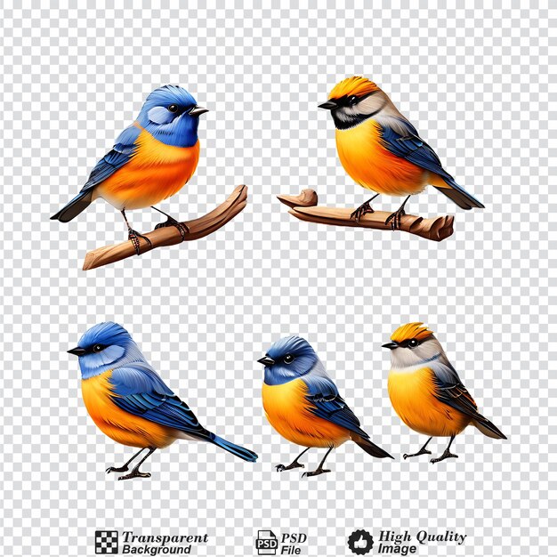 PSD sammlung von bluefronted redstart-vögeln, isoliert auf durchsichtigem hintergrund